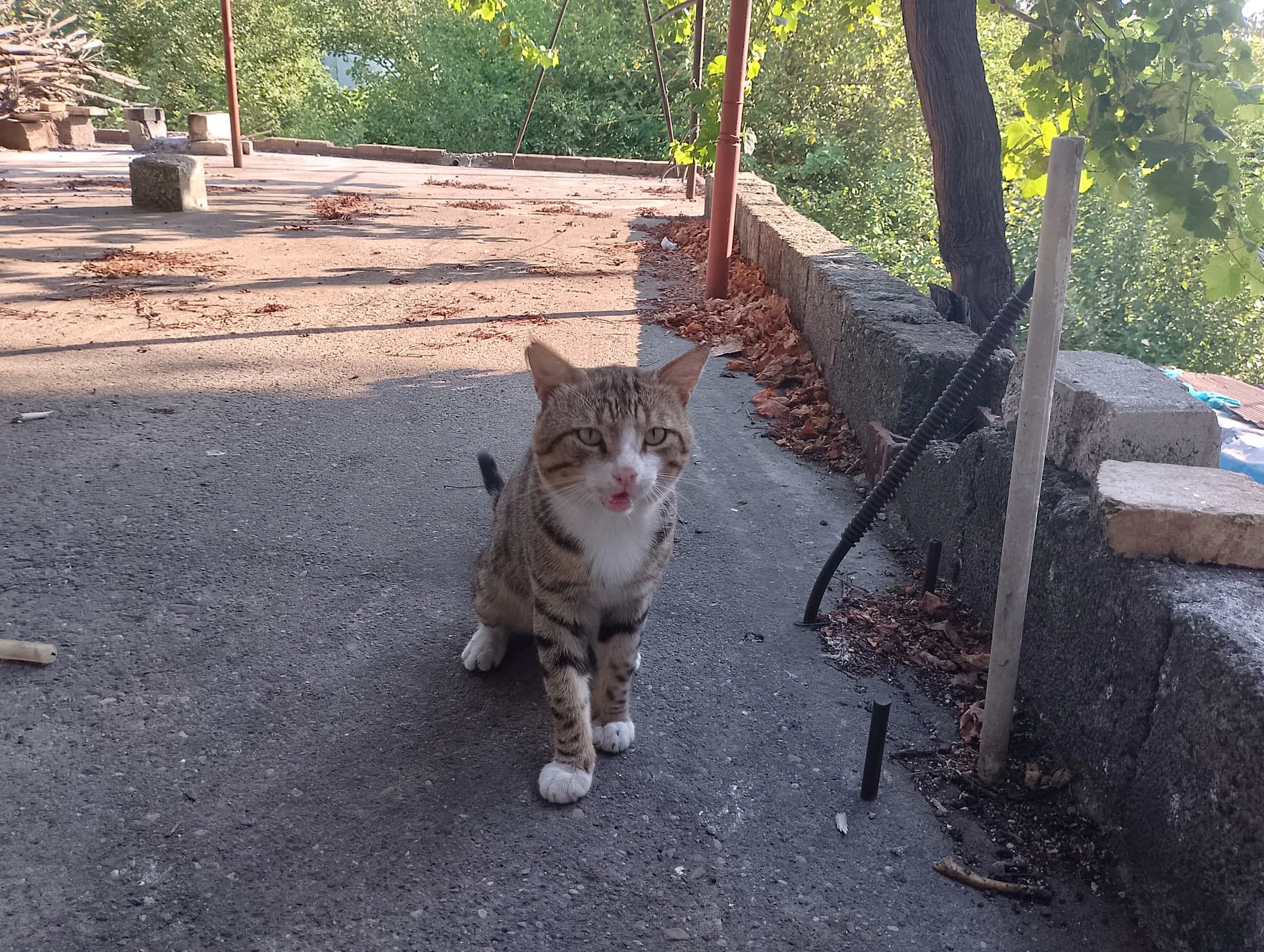 IMG_20240712_173449_HDR