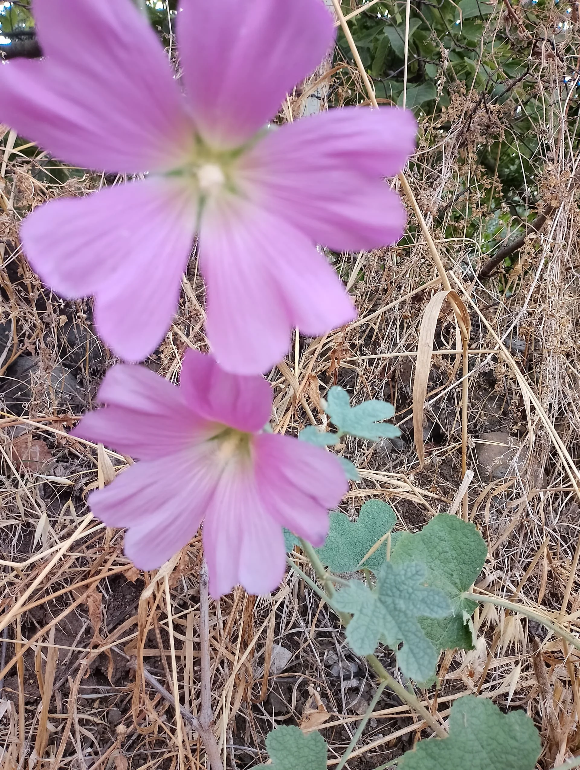 IMG_20240713_170409_HDR