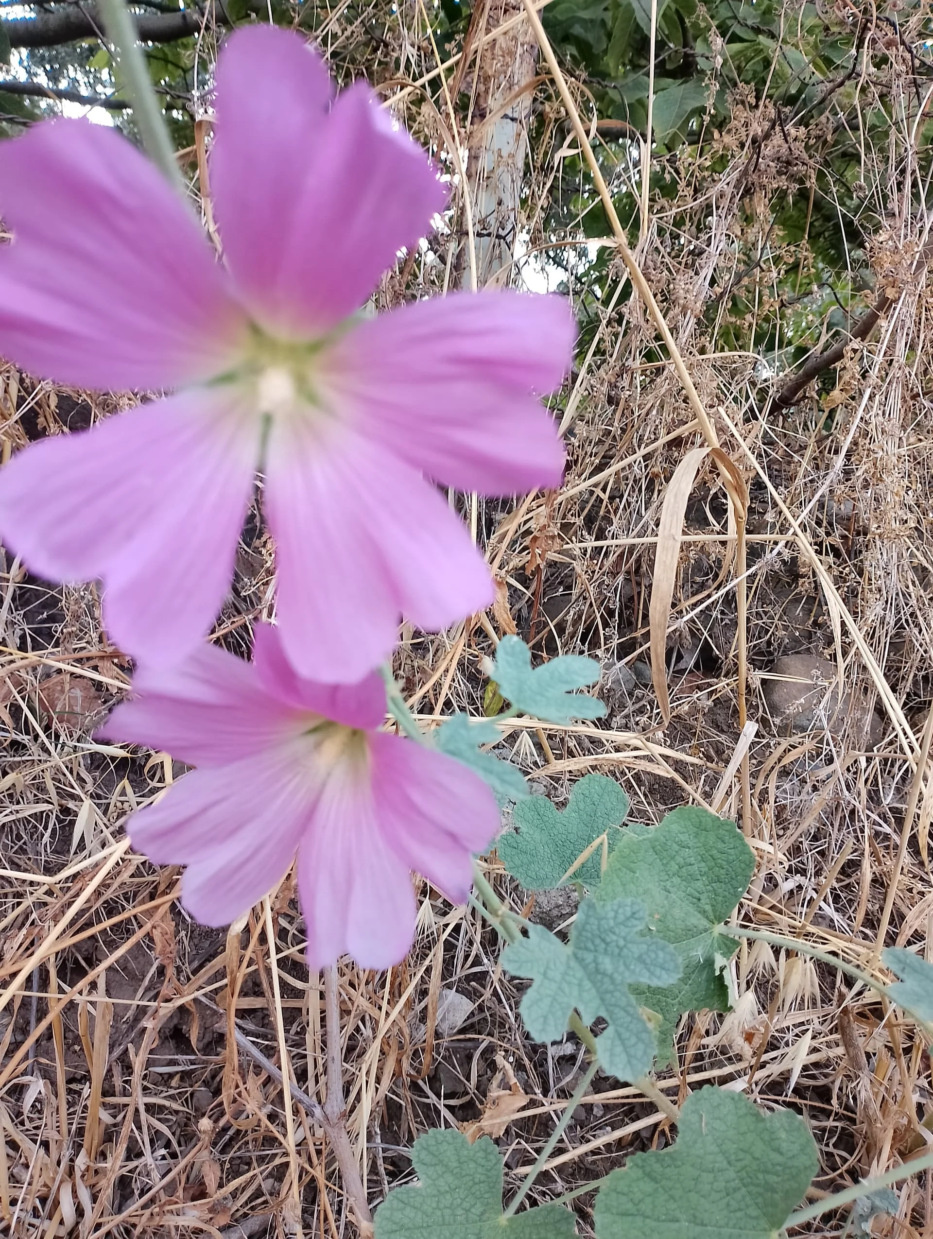 IMG_20240713_170411_HDR