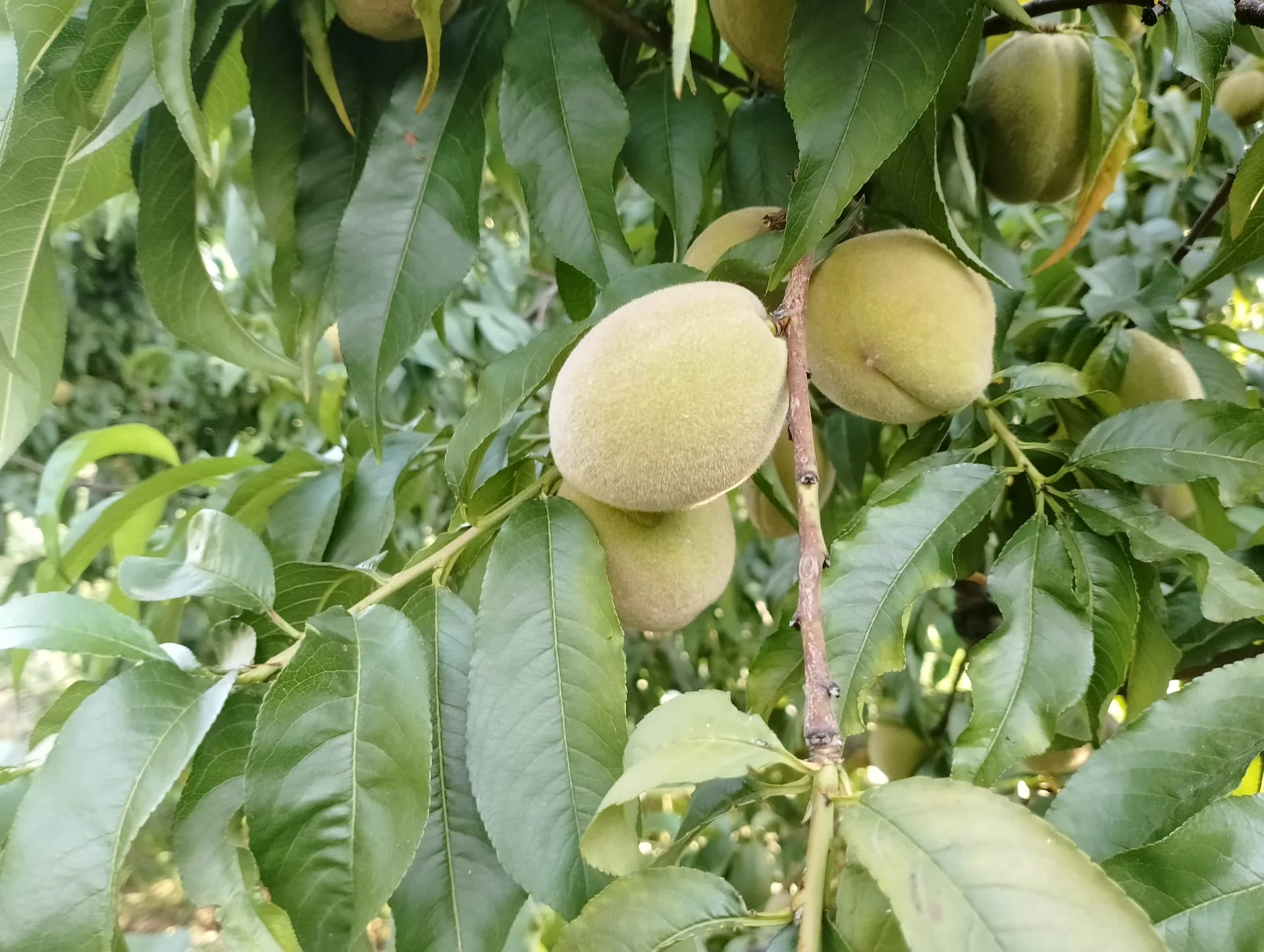 IMG_20240713_181448_HDR