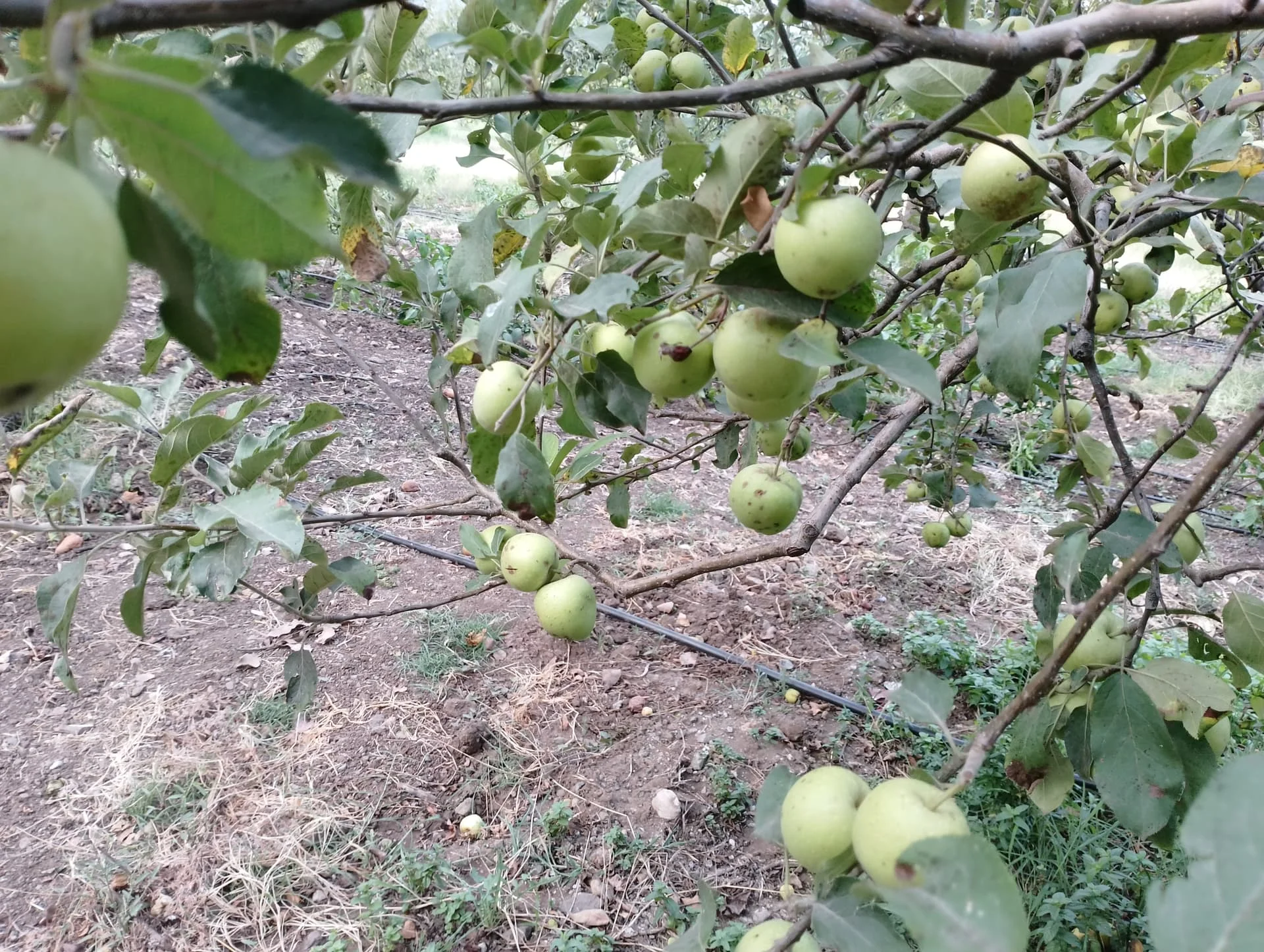 IMG_20240713_190238_HDR