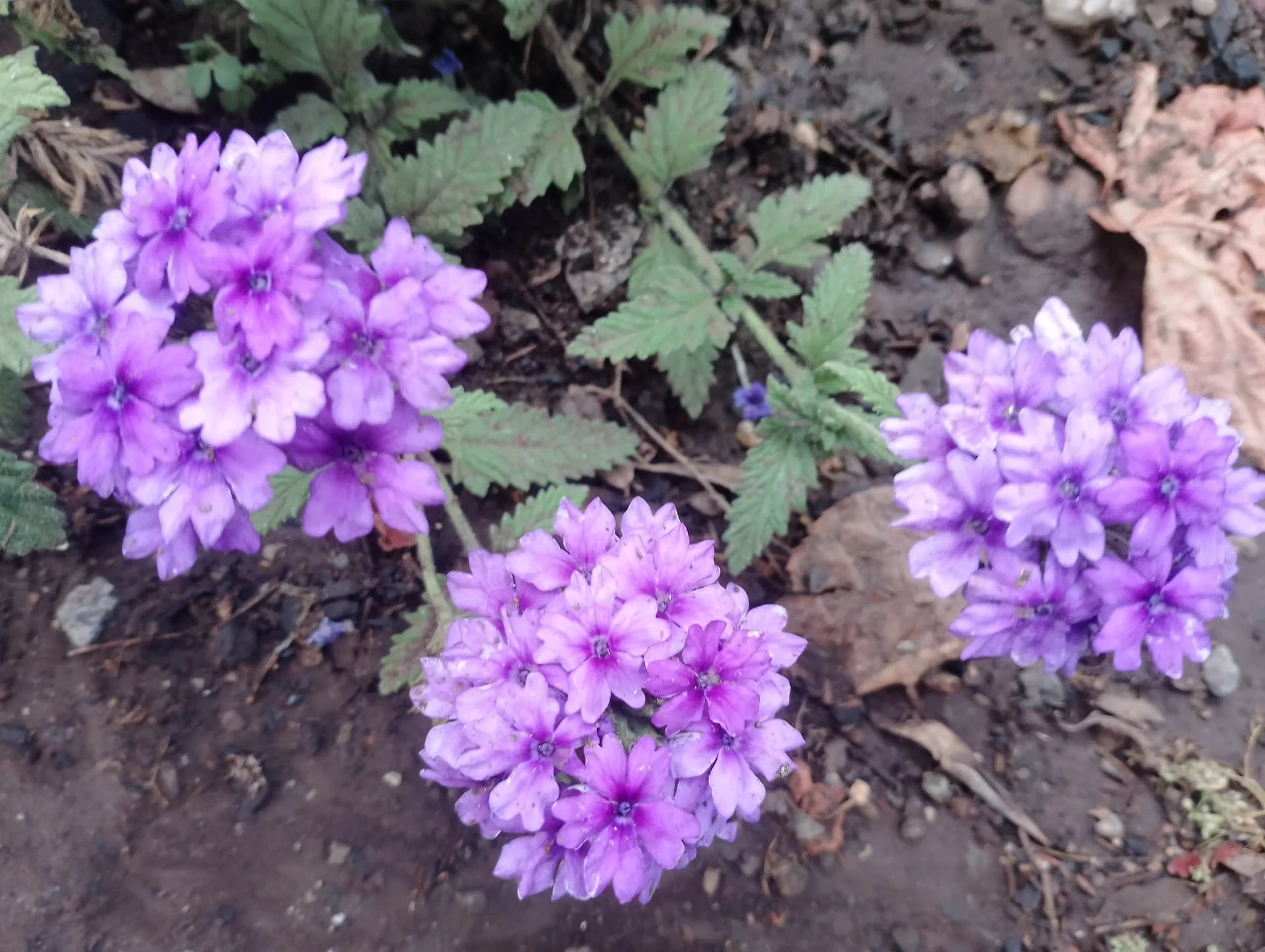 IMG_20240713_190314_HDR