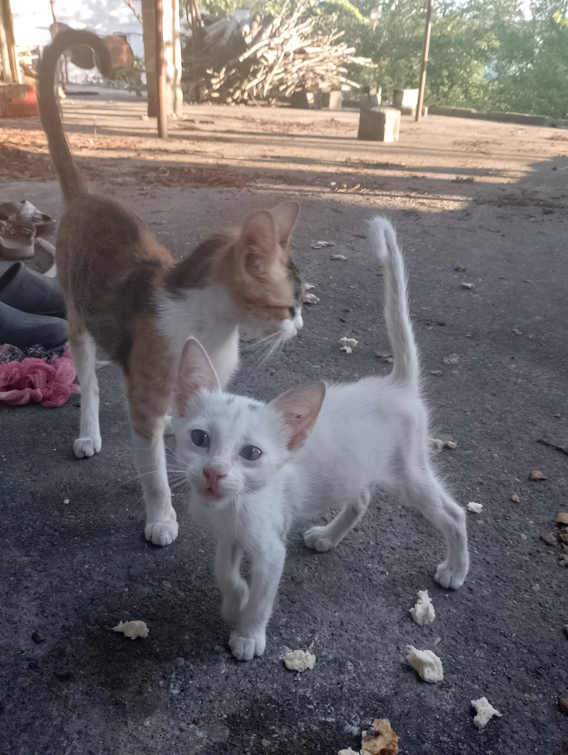 IMG_20240728_184842_HDR