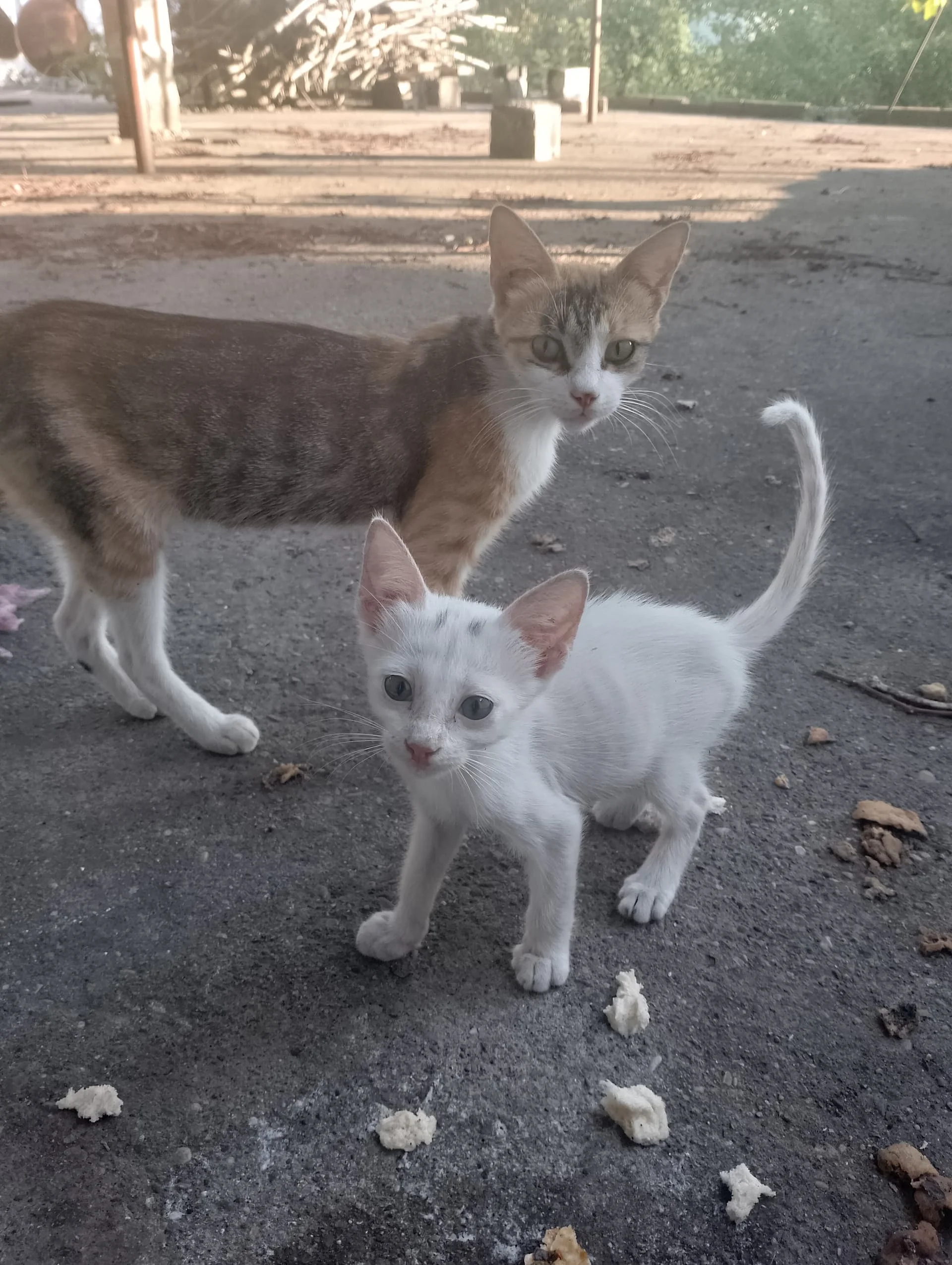 IMG_20240728_184846_HDR