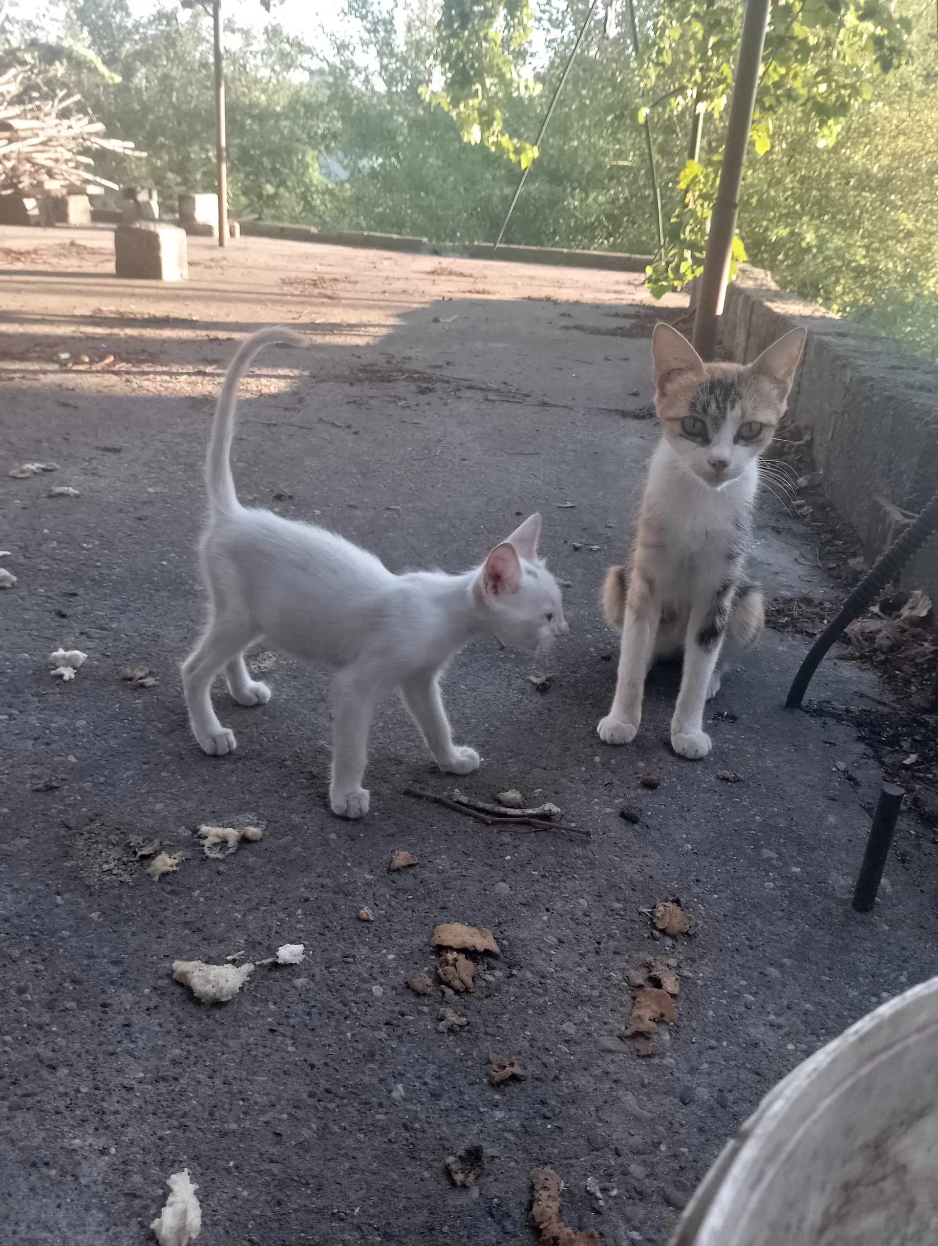 IMG_20240728_184901_HDR