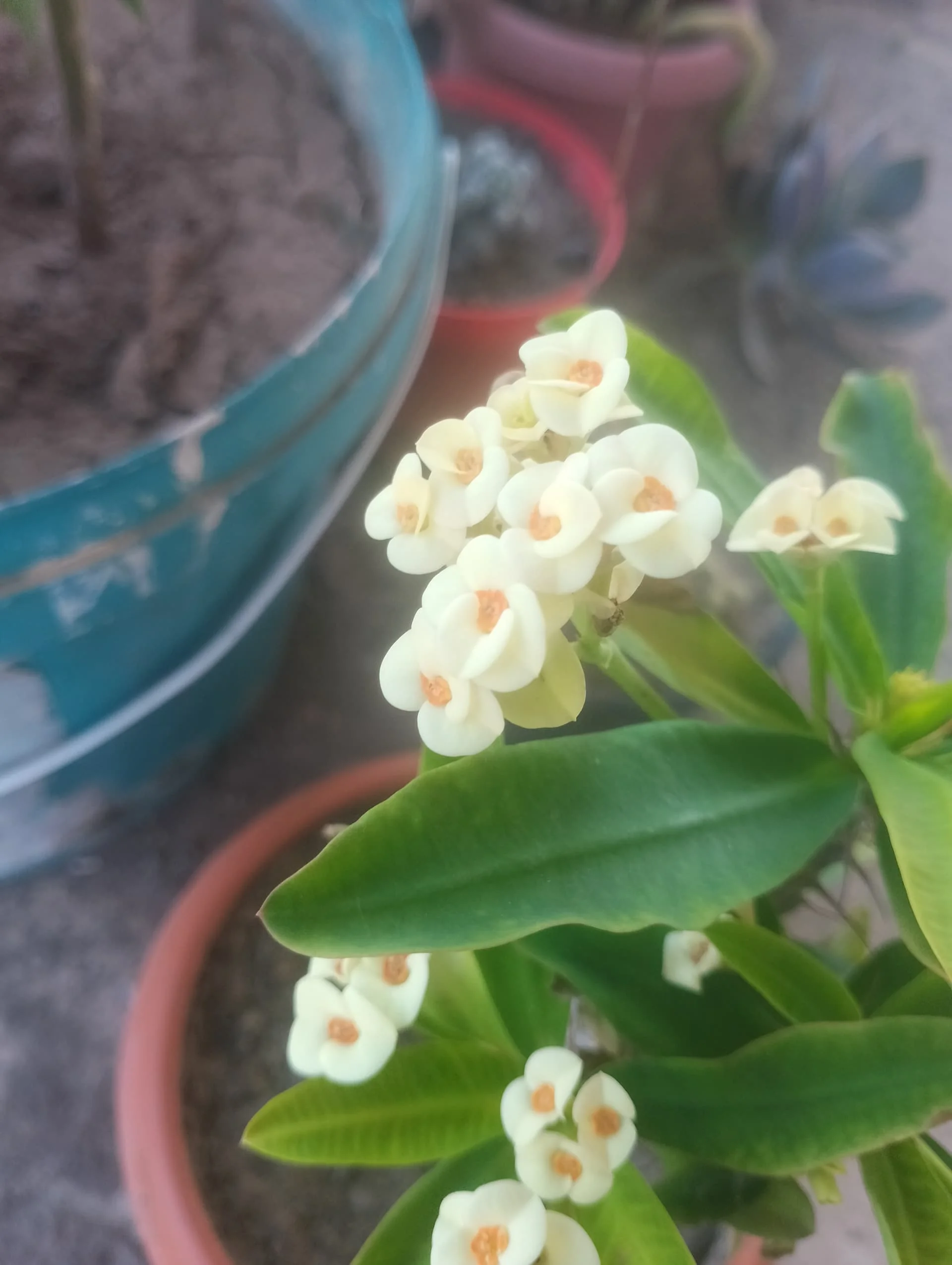 IMG_20240730_153836_HDR