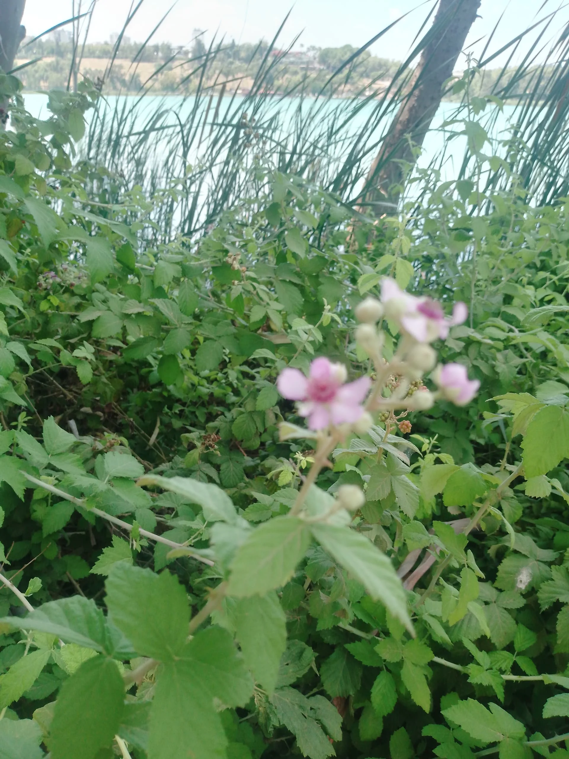 IMG_20240801_134918_151