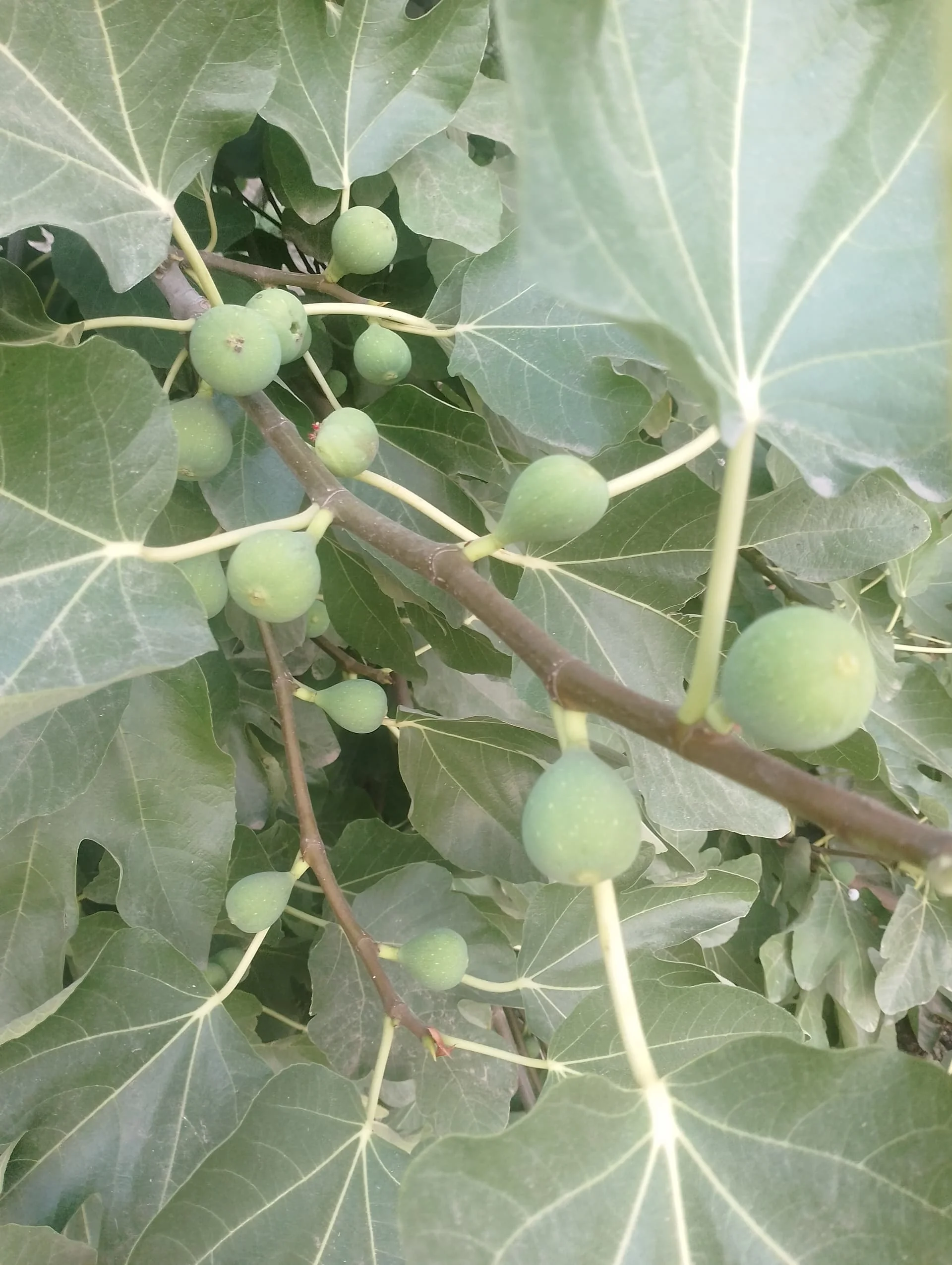 IMG_20240803_184617_HDR