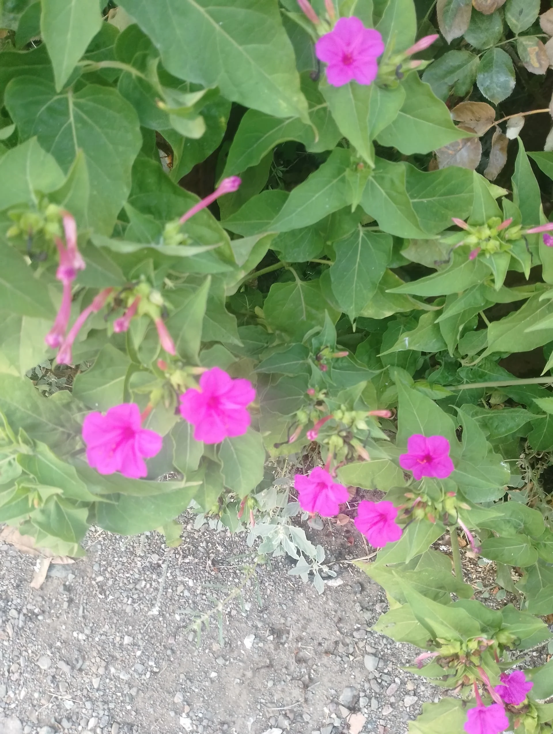 IMG_20240803_184755_HDR