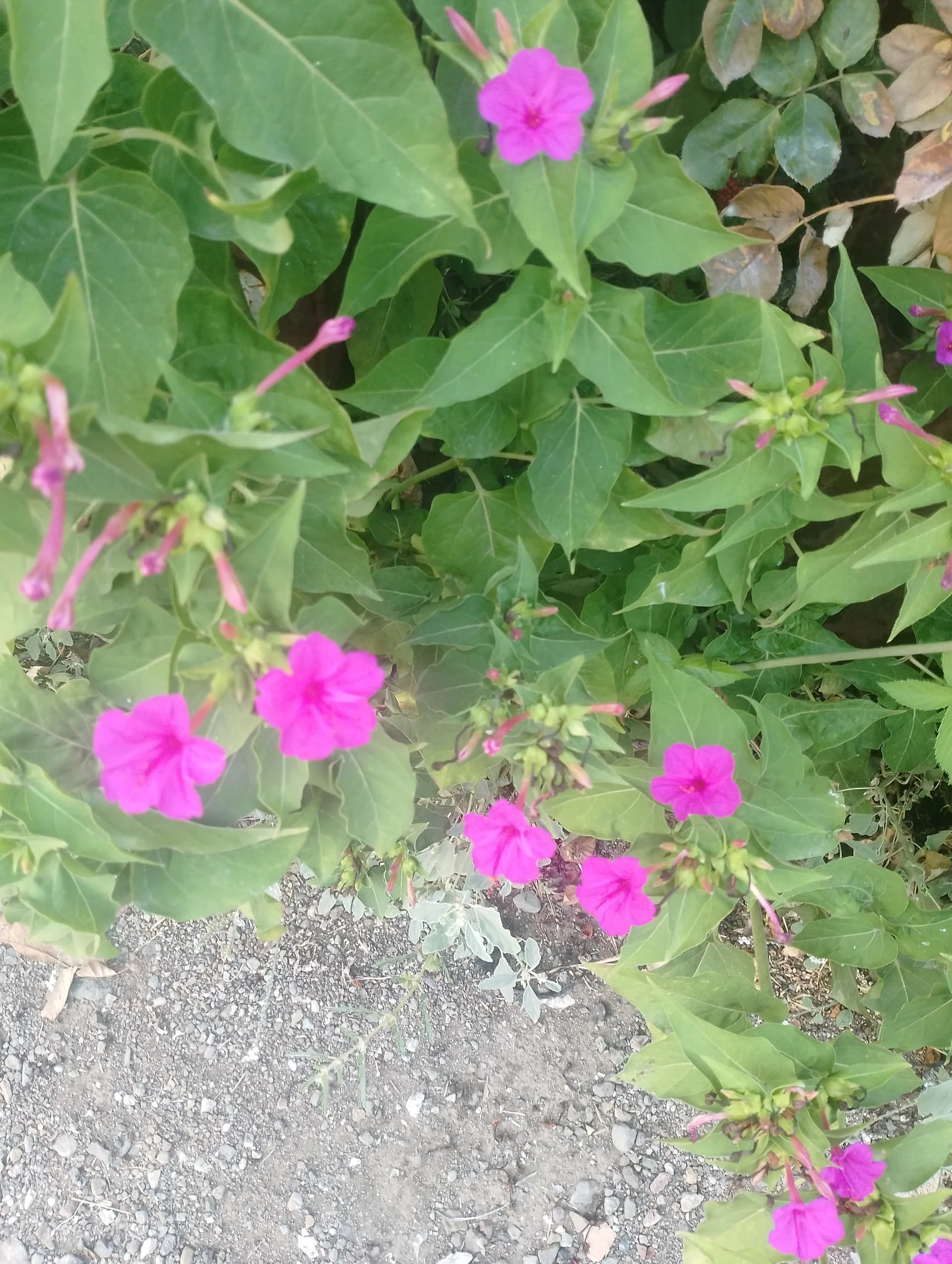 IMG_20240803_184757_HDR