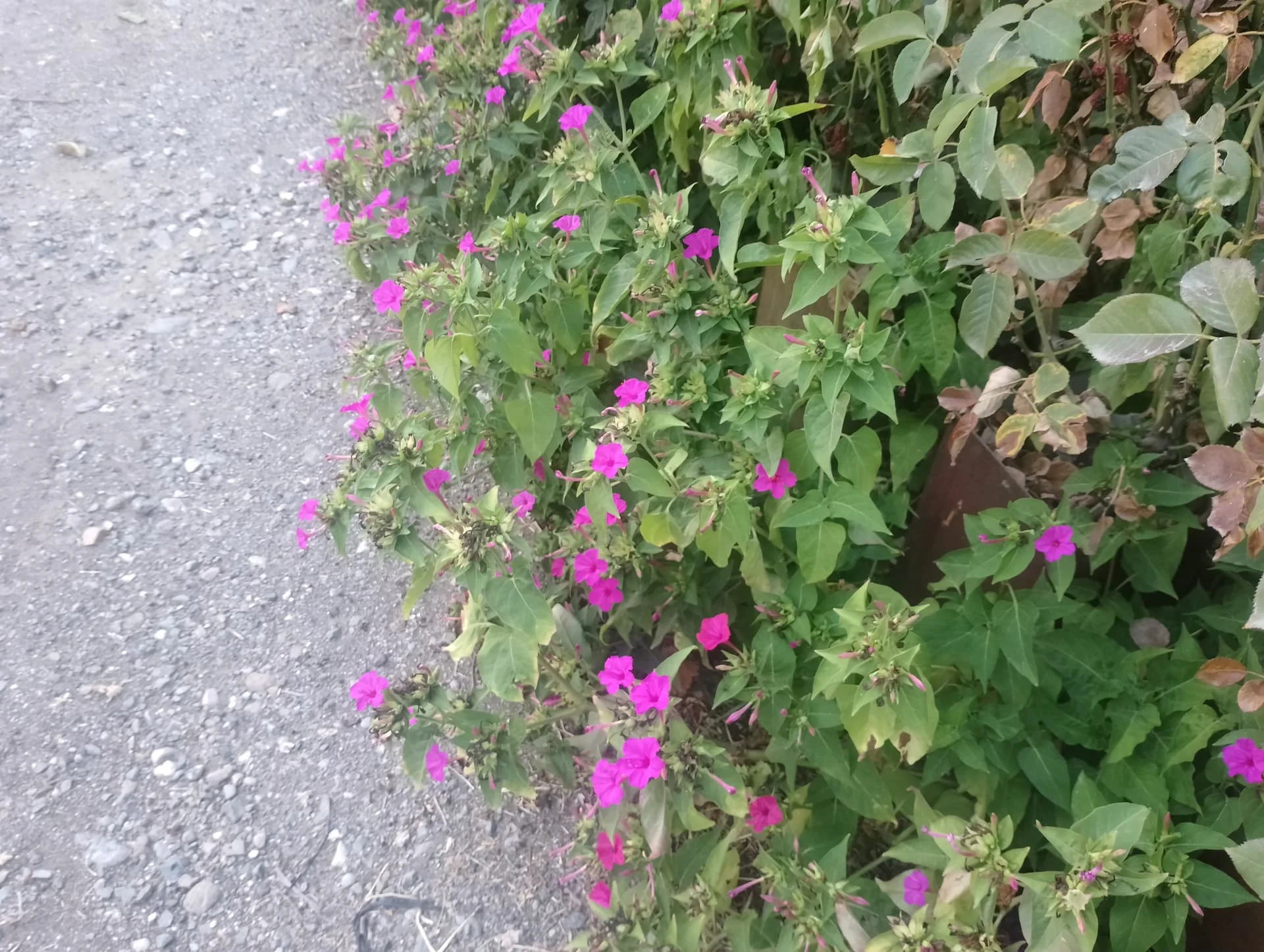 IMG_20240803_184812_HDR