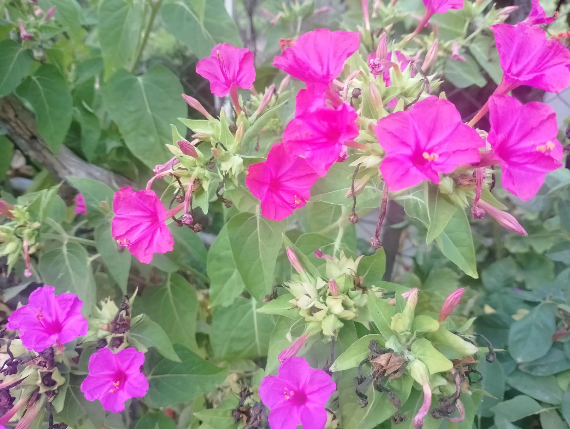 IMG_20240803_184819_HDR