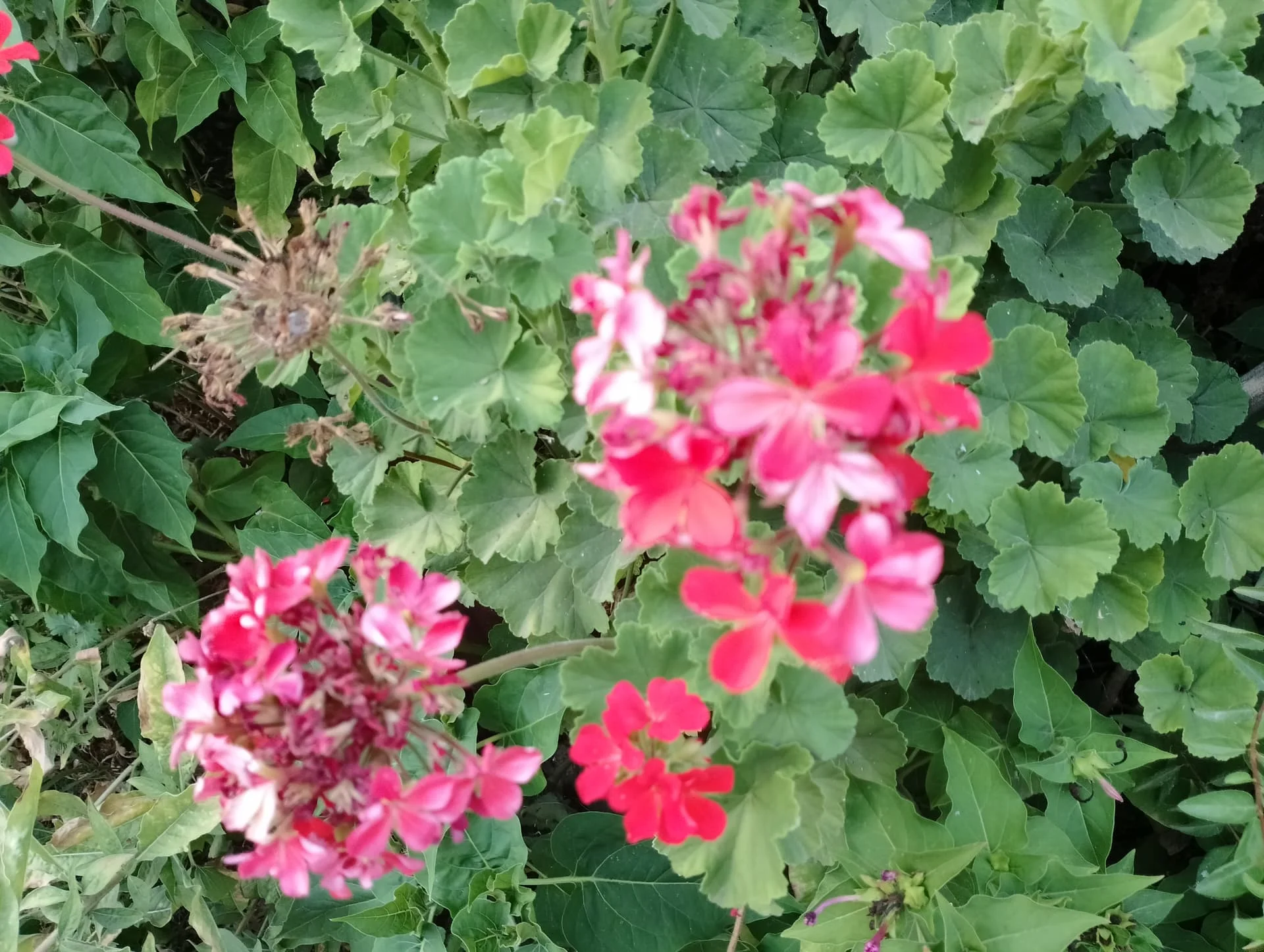 IMG_20240803_184905_HDR