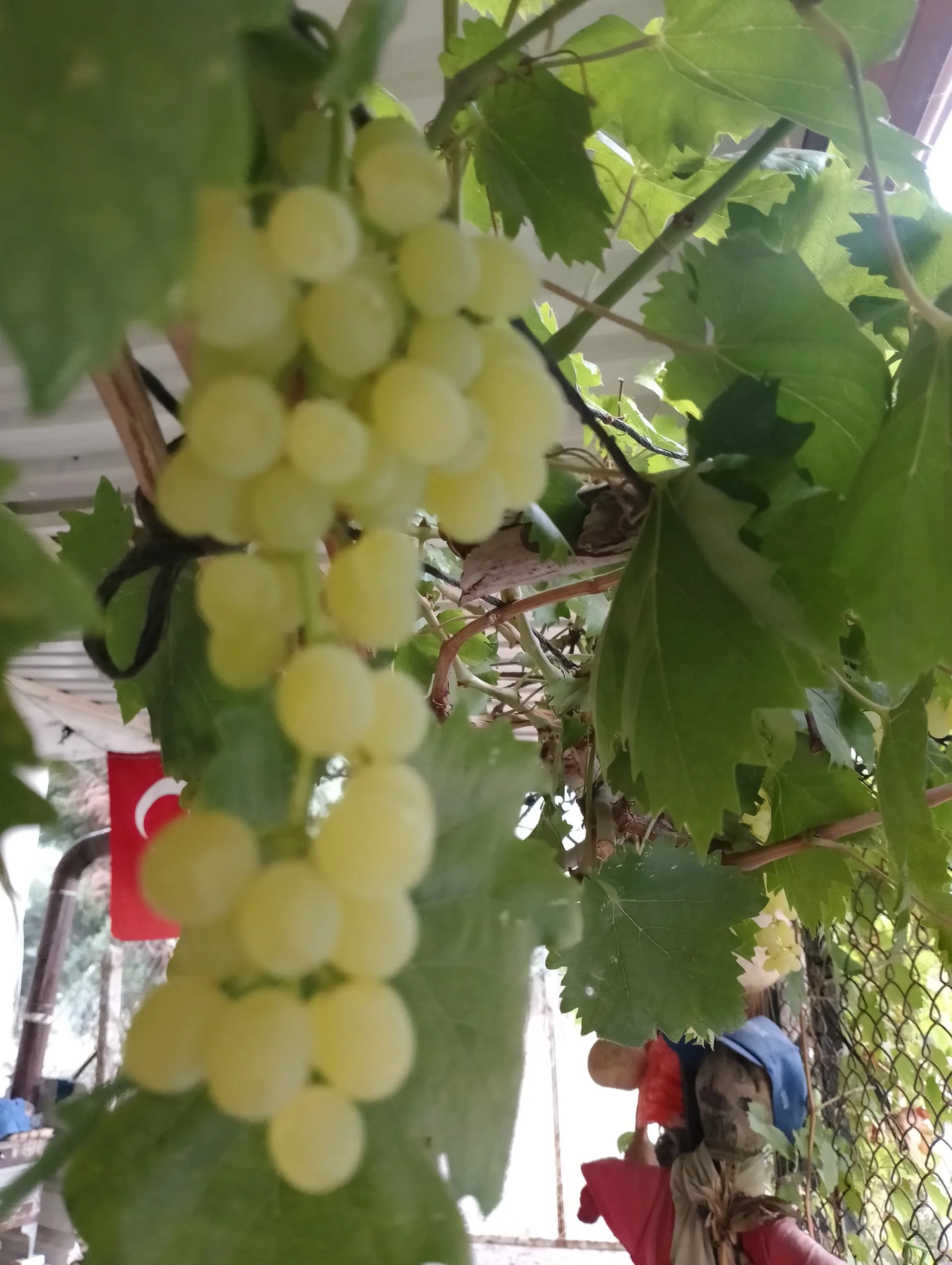 IMG_20240803_184942_HDR