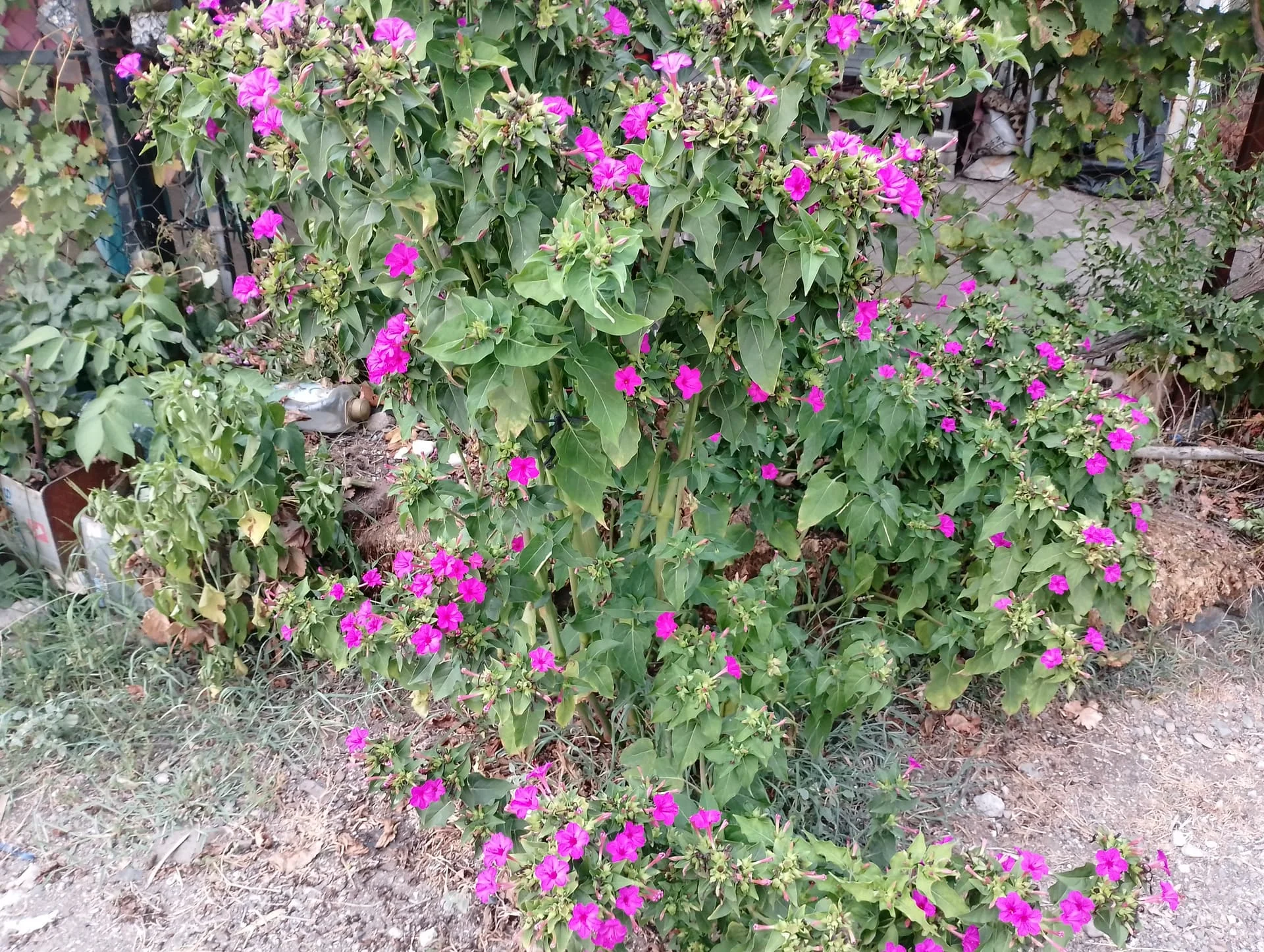 IMG_20240803_190131_HDR