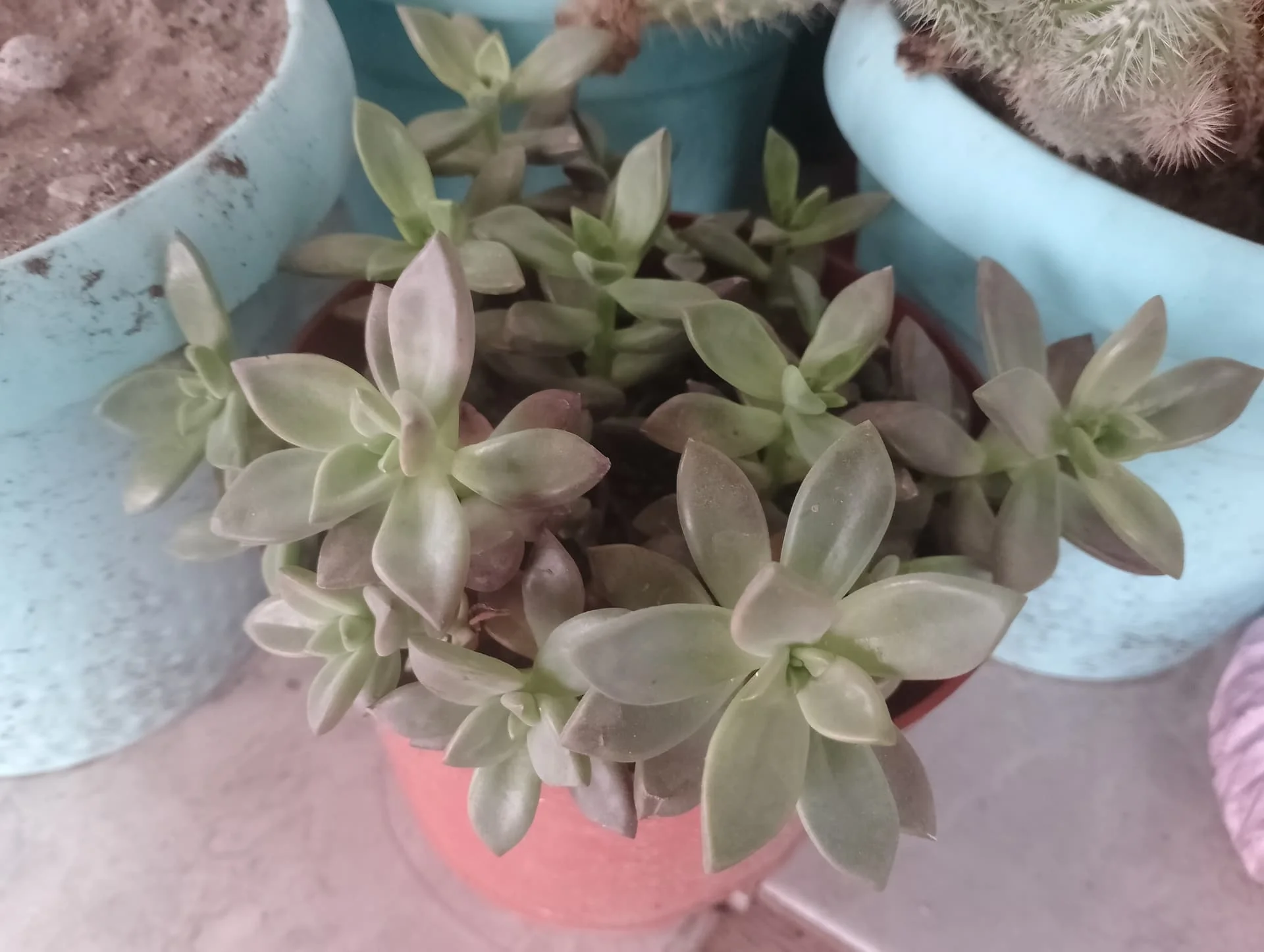 IMG_20240824_185631_HDR