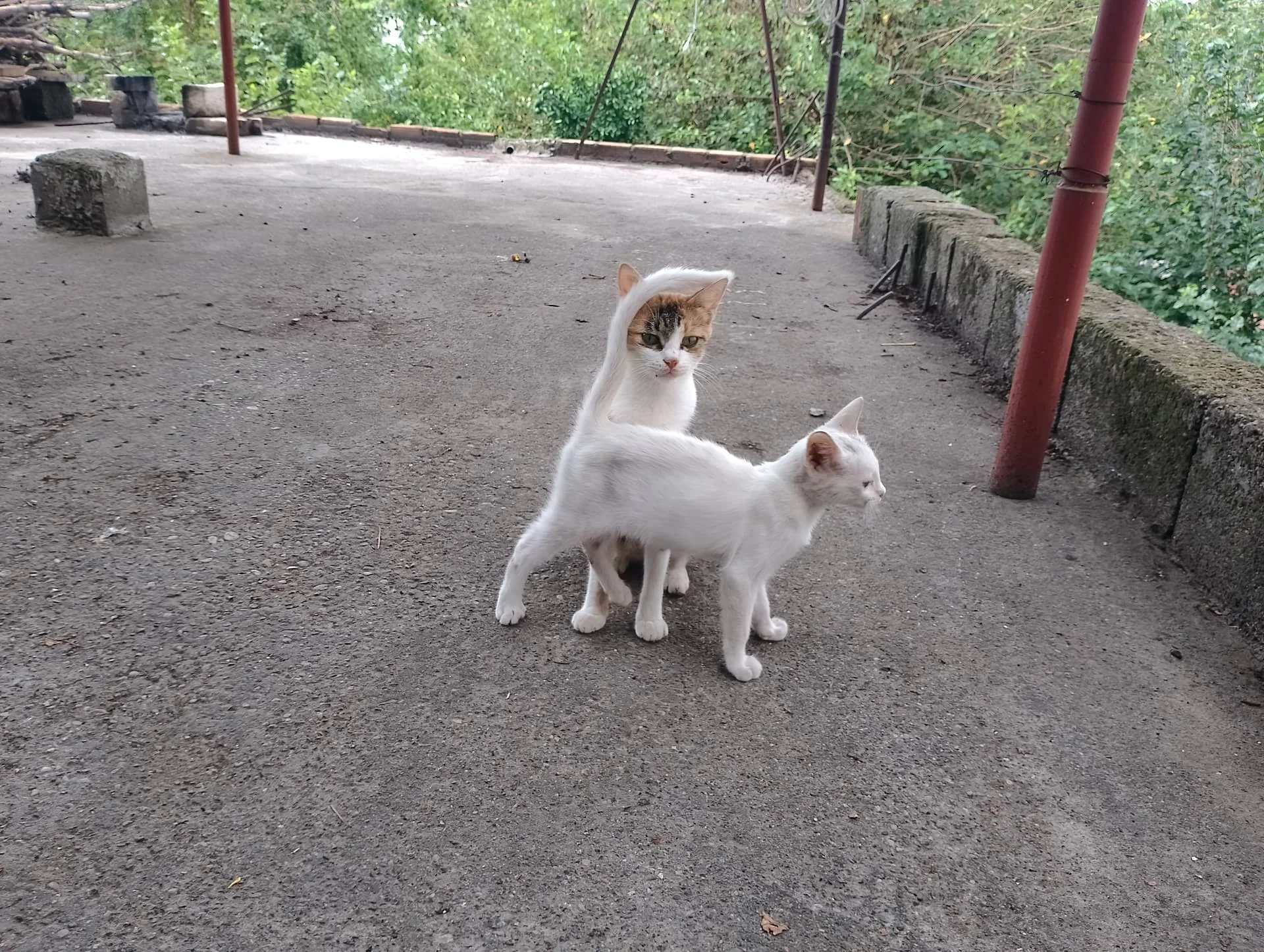 IMG_20240901_115817_HDR