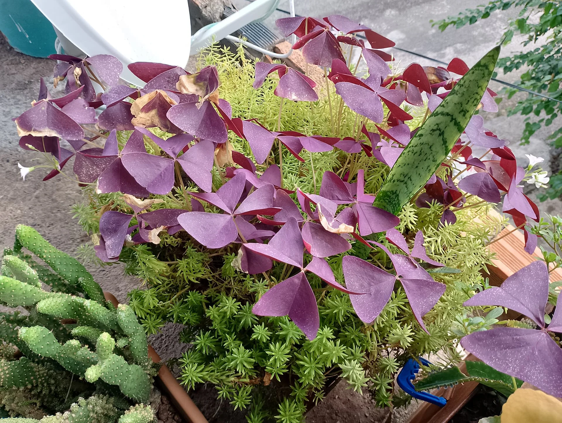 IMG_20240901_125242_HDR