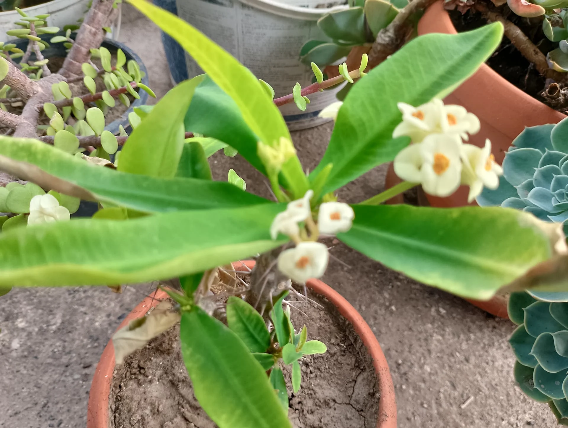 IMG_20240901_125338_HDR