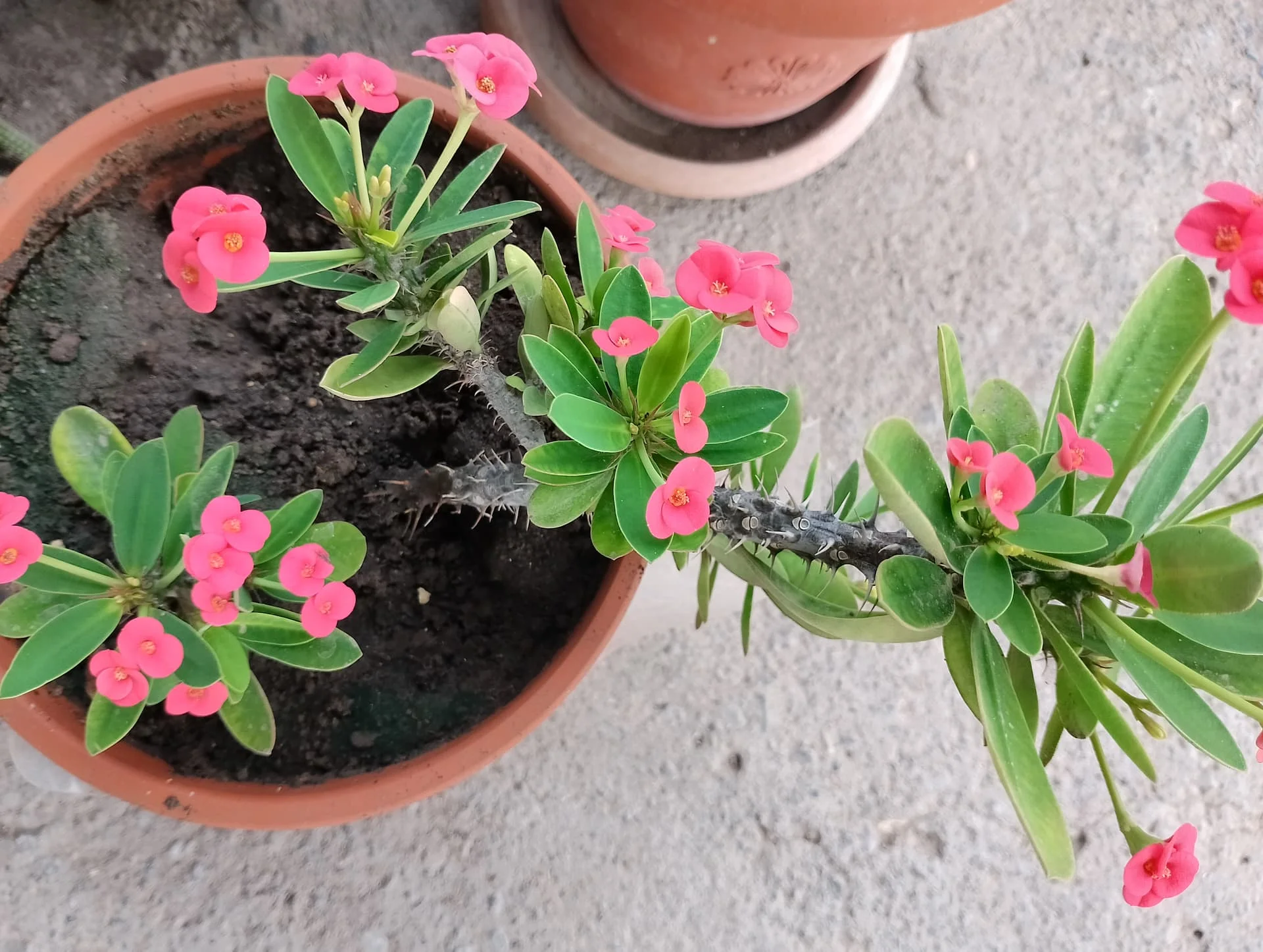 IMG_20240901_125353_HDR