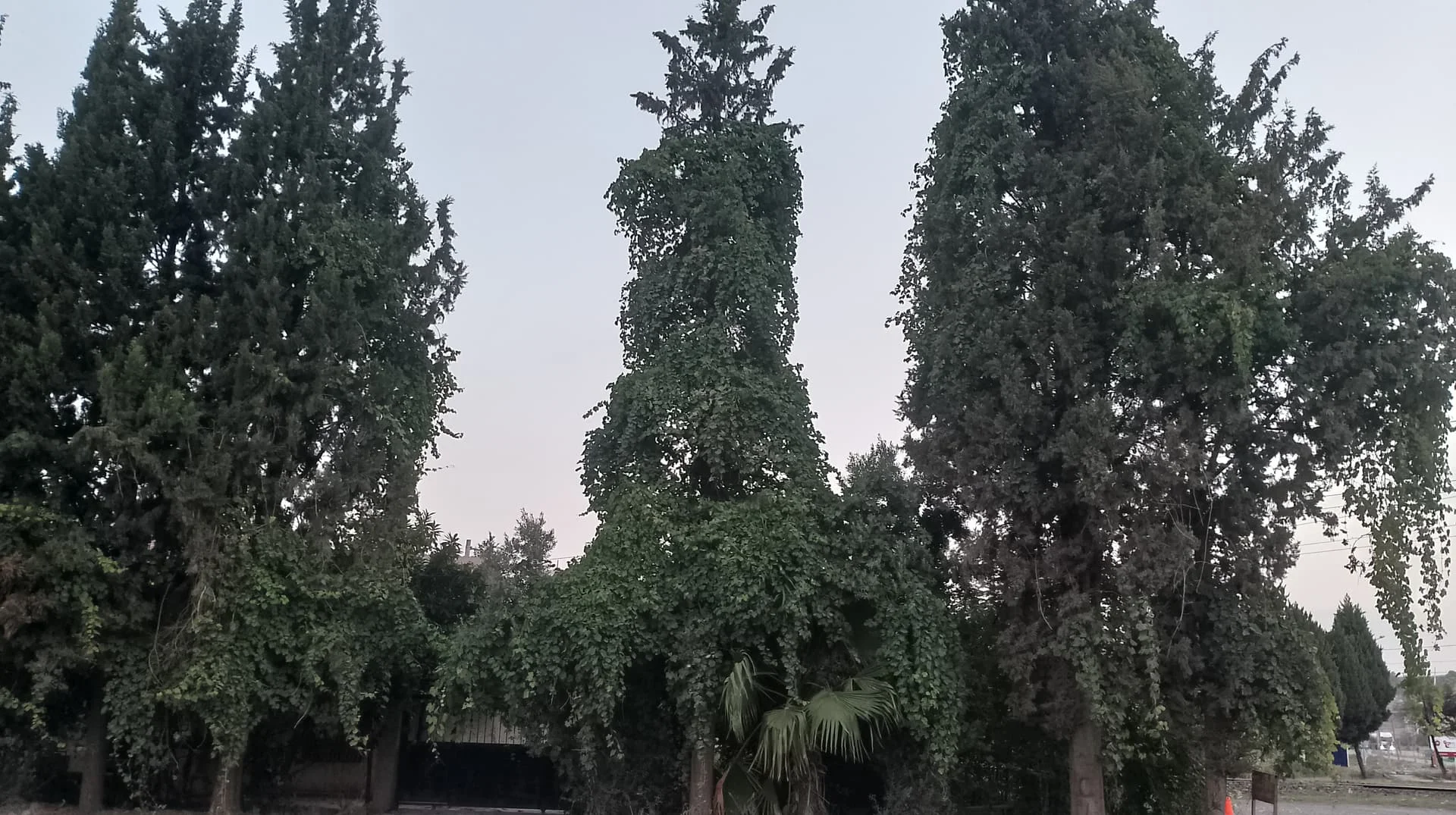 IMG_20240910_061602_HDR