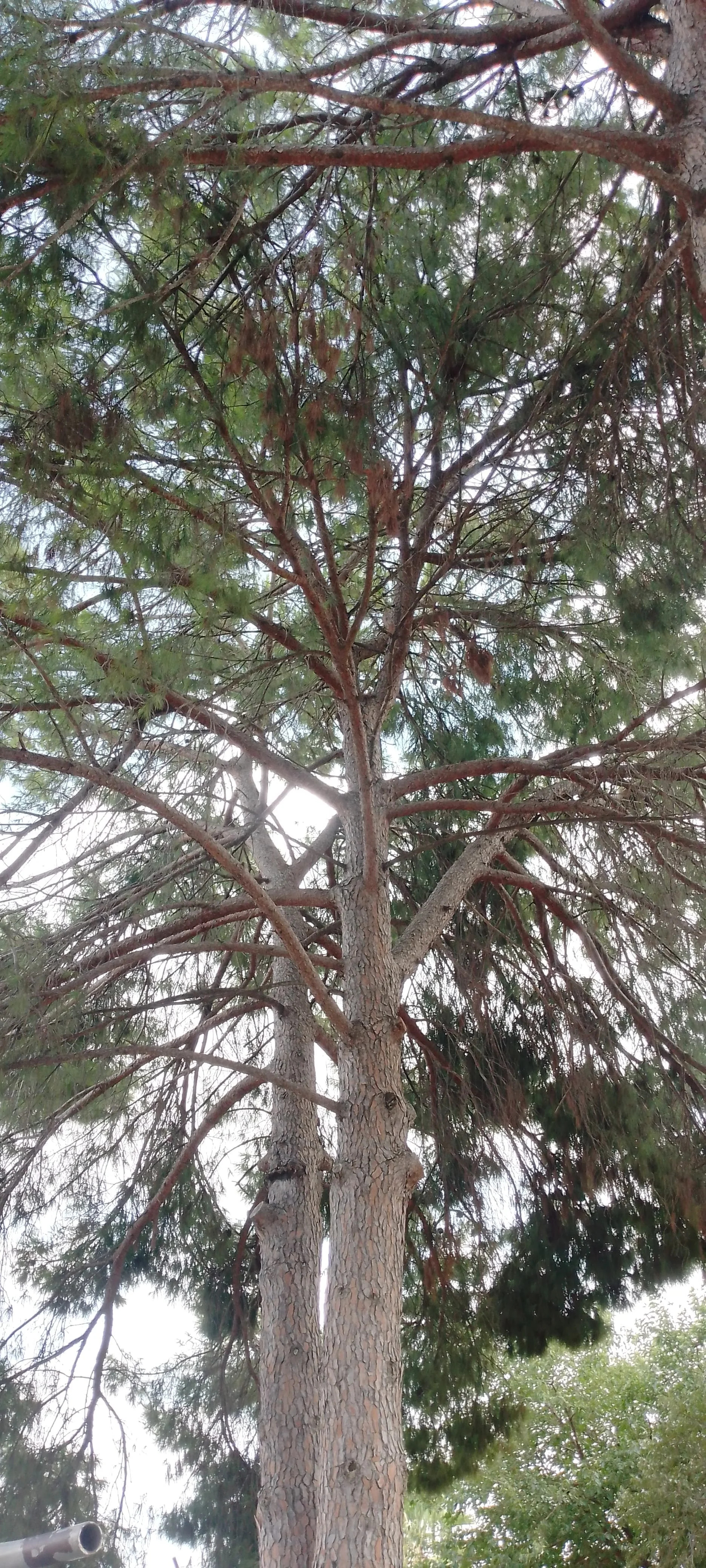 IMG_20240914_113115_968