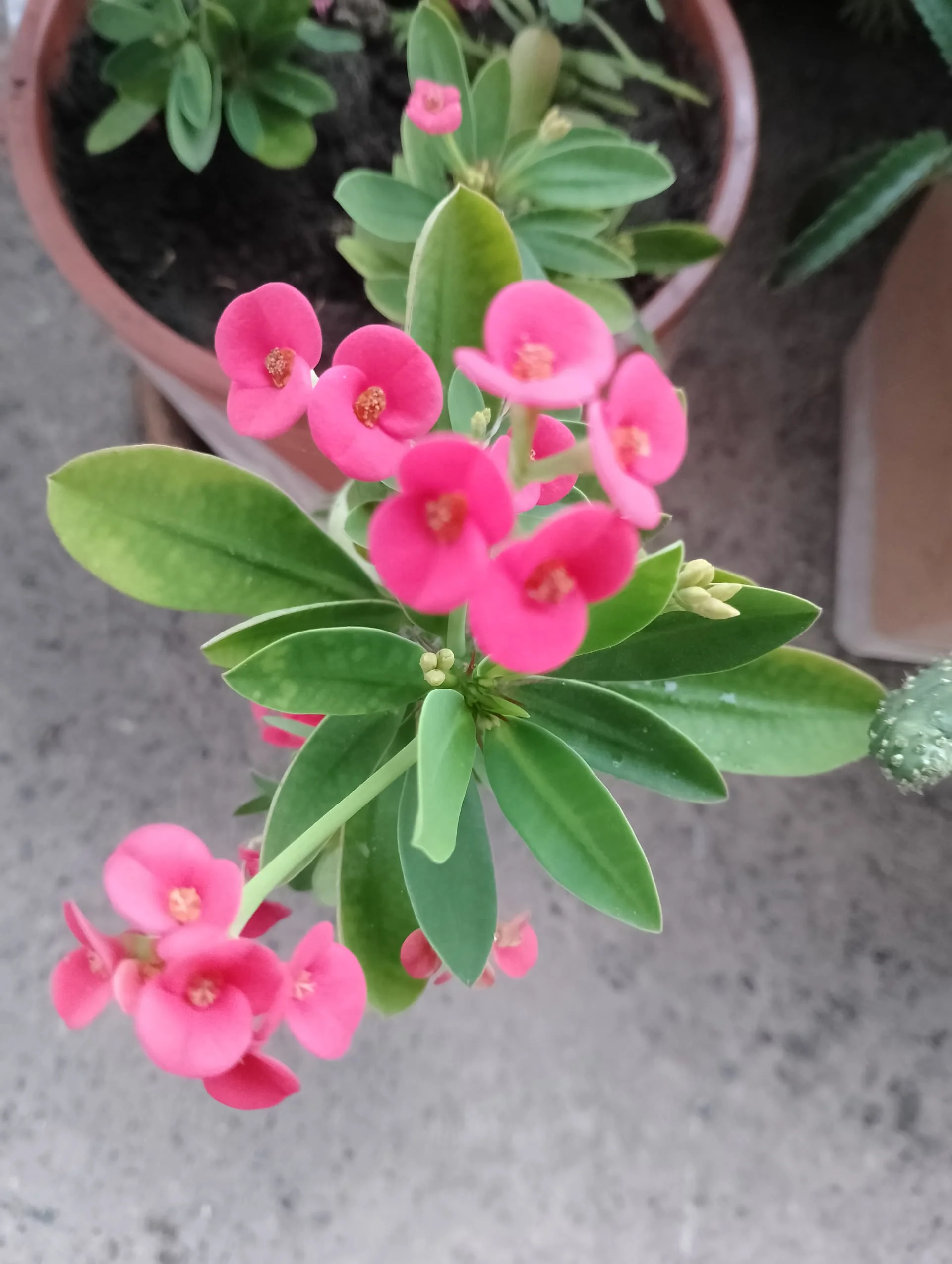 IMG_20240920_174107_HDR