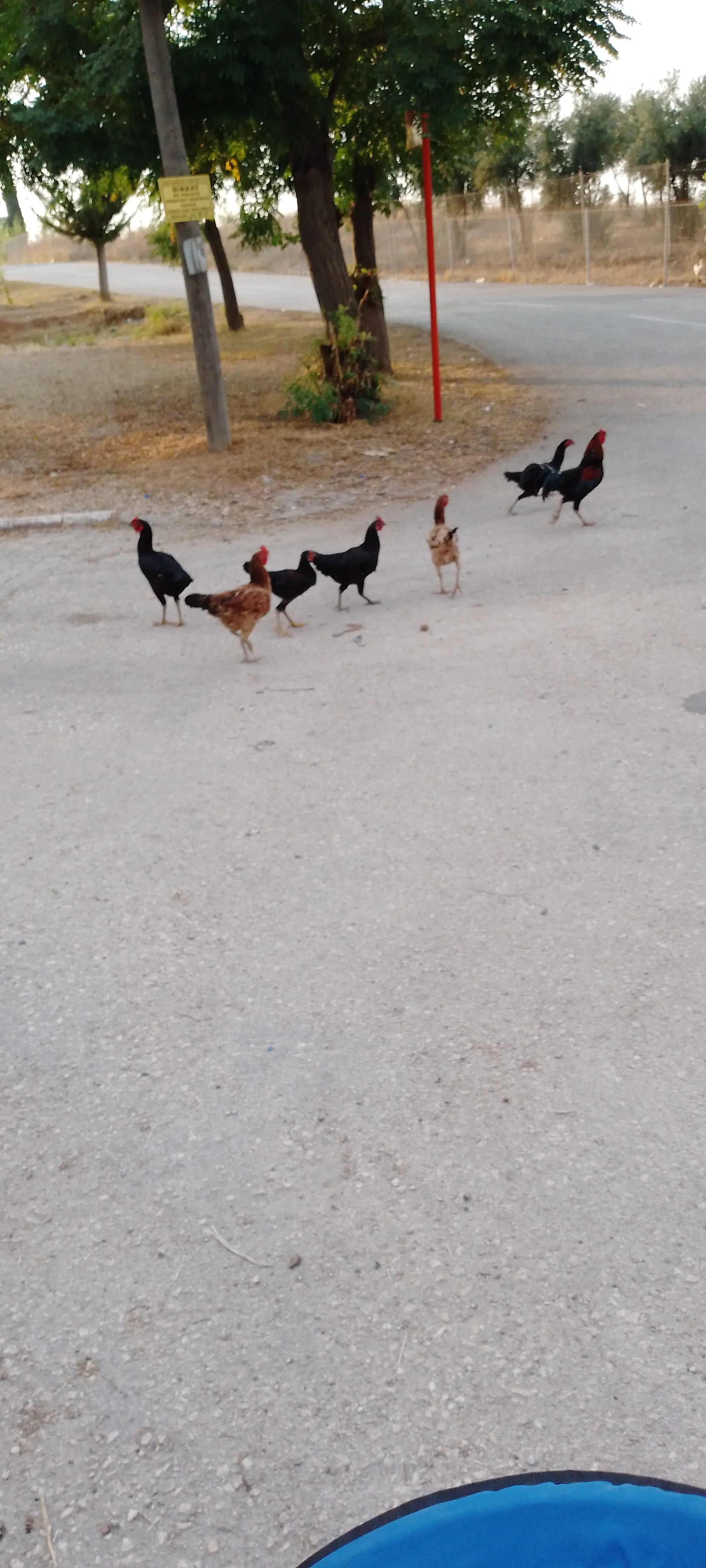 IMG_20240921_072211_454