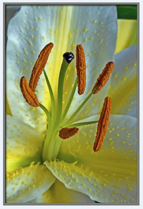 İnce kabuklu kaya yengeci larvası (Grapsus tenuicrustatus), Dennis Kunkel