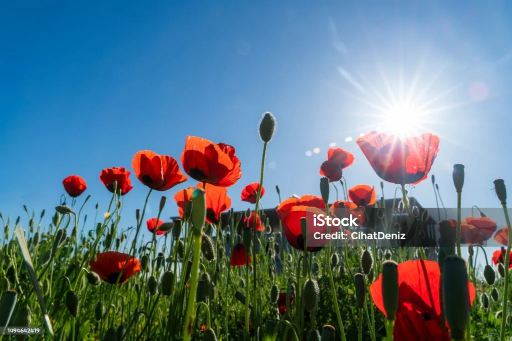 istockphoto-1494642419-1024x1024