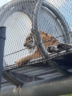 Kaplan 2 - Copy.webp