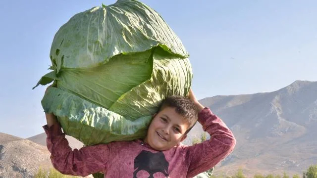 lahana-iha-1933376-2