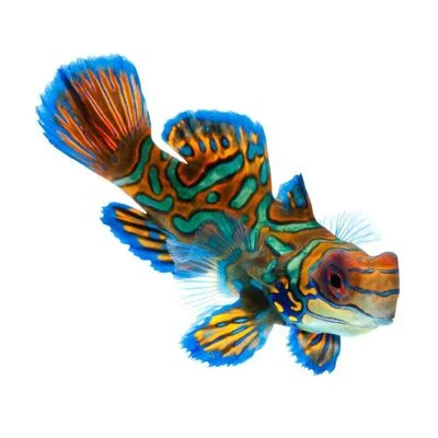 mandalina-baligi-757-blog