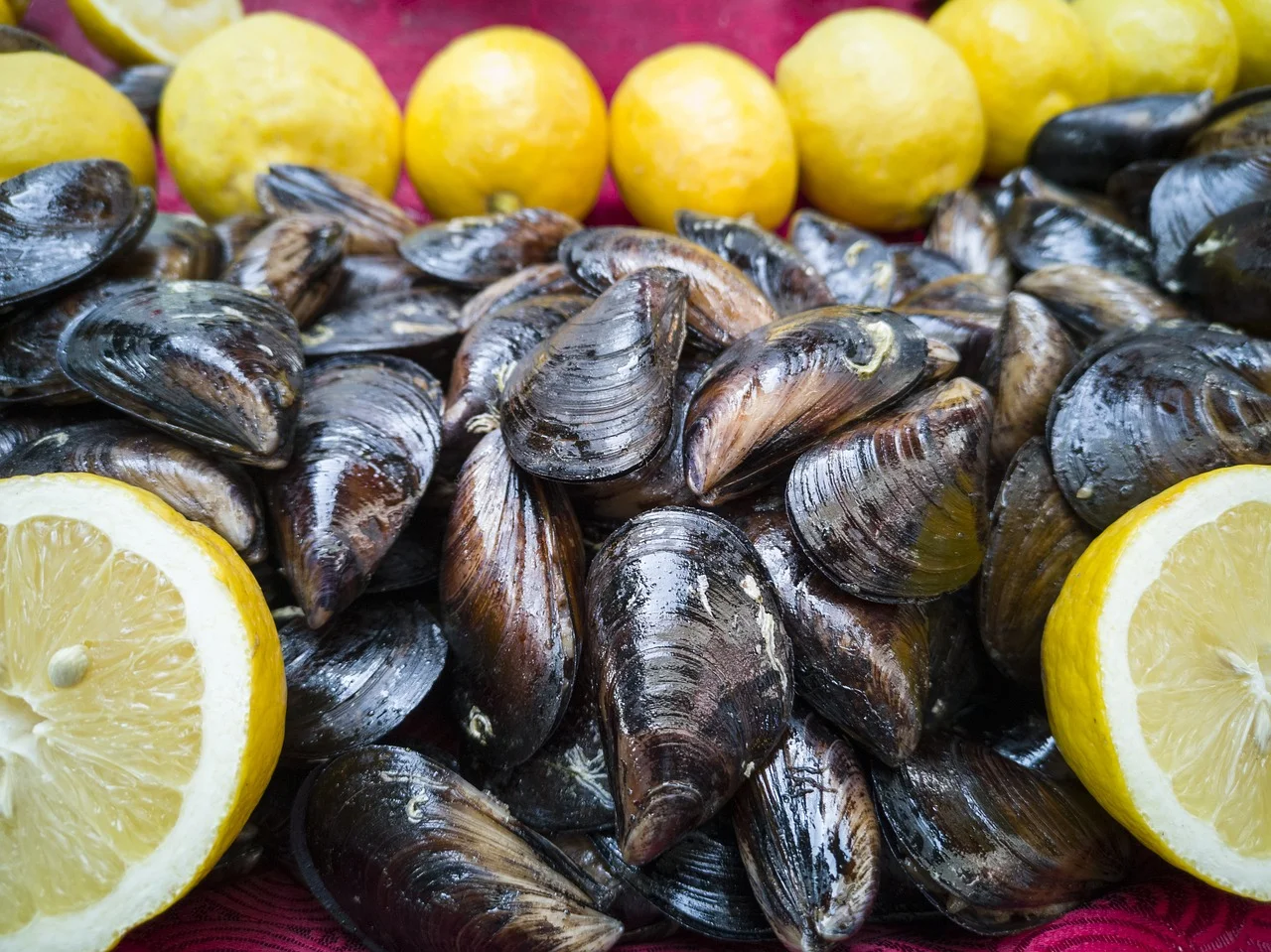 mussel-4517673_1280