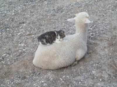 Nice place to sleep.webp