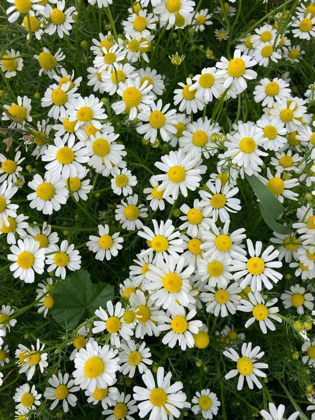 pexels-media-16891330