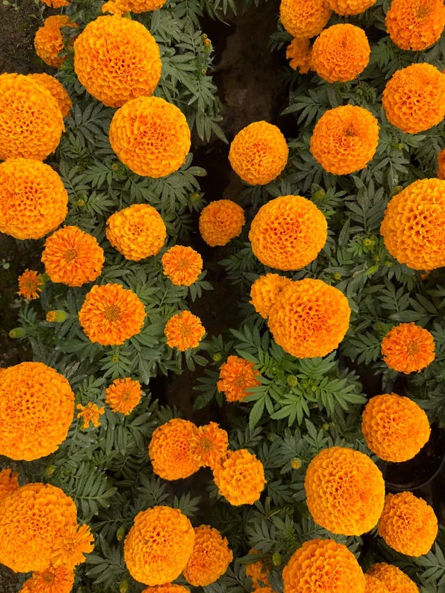 pexels-media-27366903