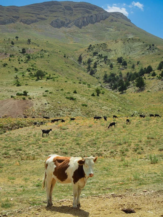 pexels-media-27966284