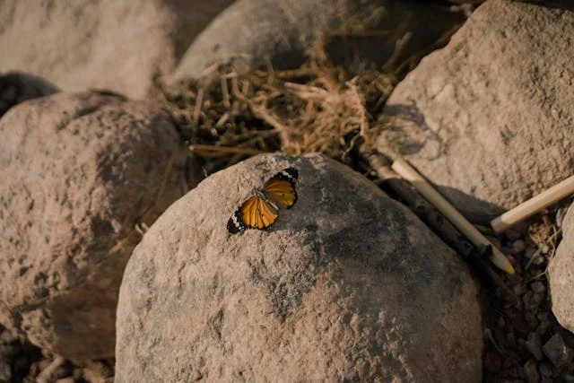 pexels-media-9299938