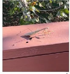 Peygamber devesi.webp