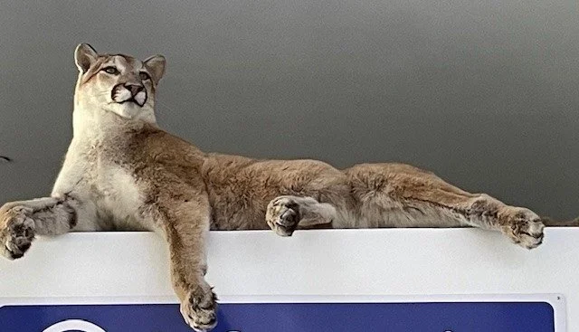 Puma.jpg