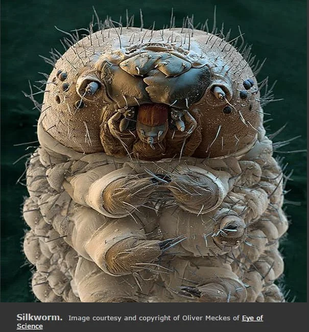 silkworm ipekböceği.PNG