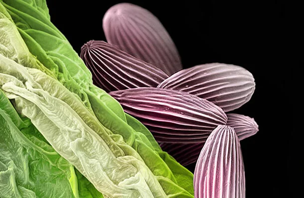 Su kabağı polenleri.