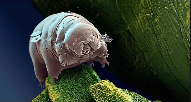 tardigrad1