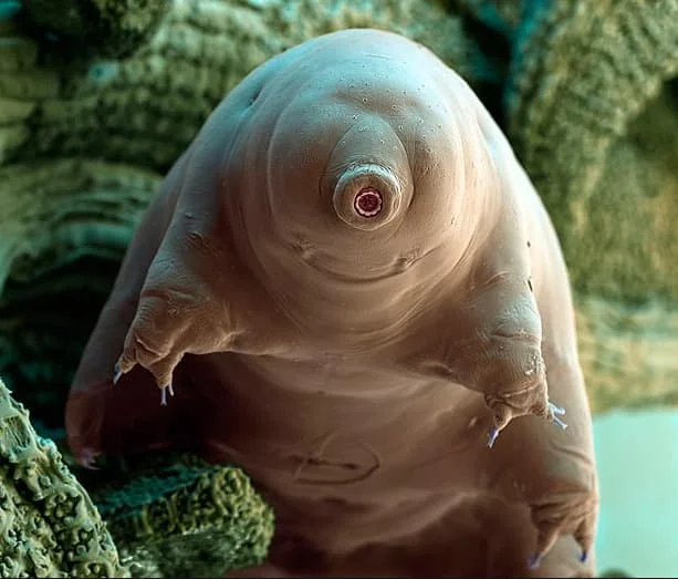 tardigrad11