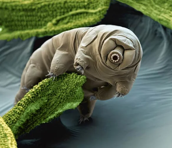 tardigrad13