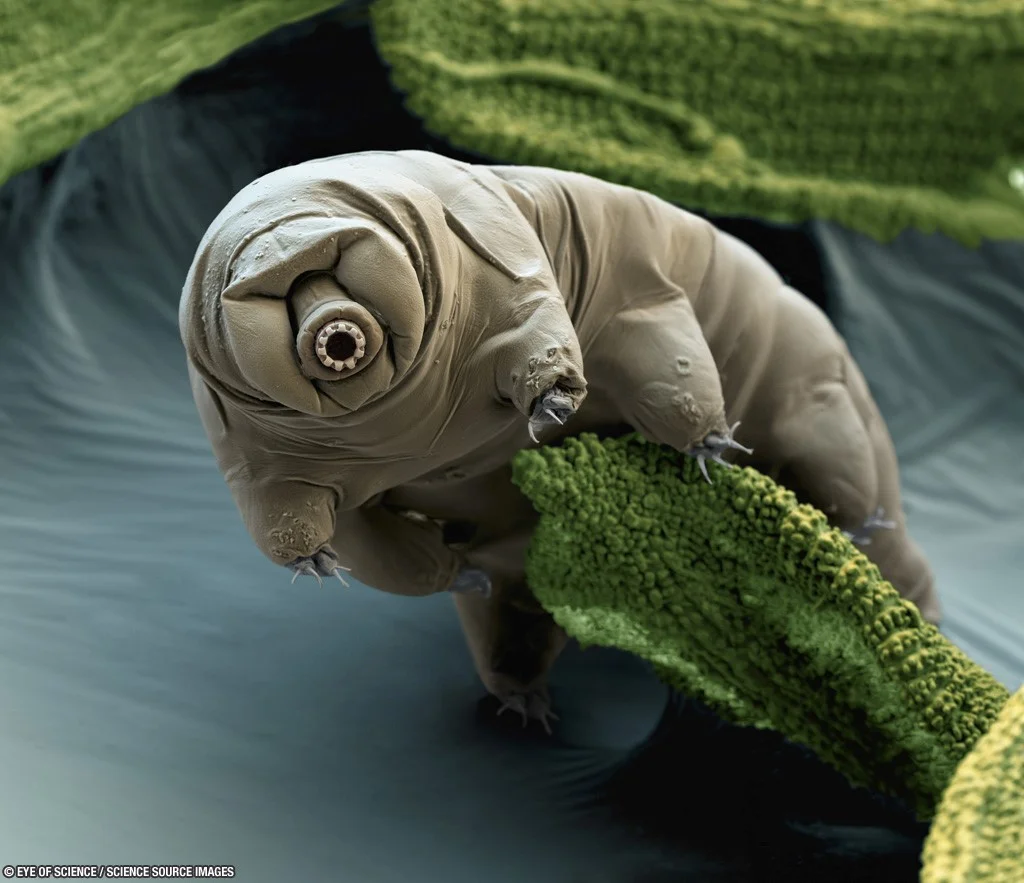 tardigrad15.png