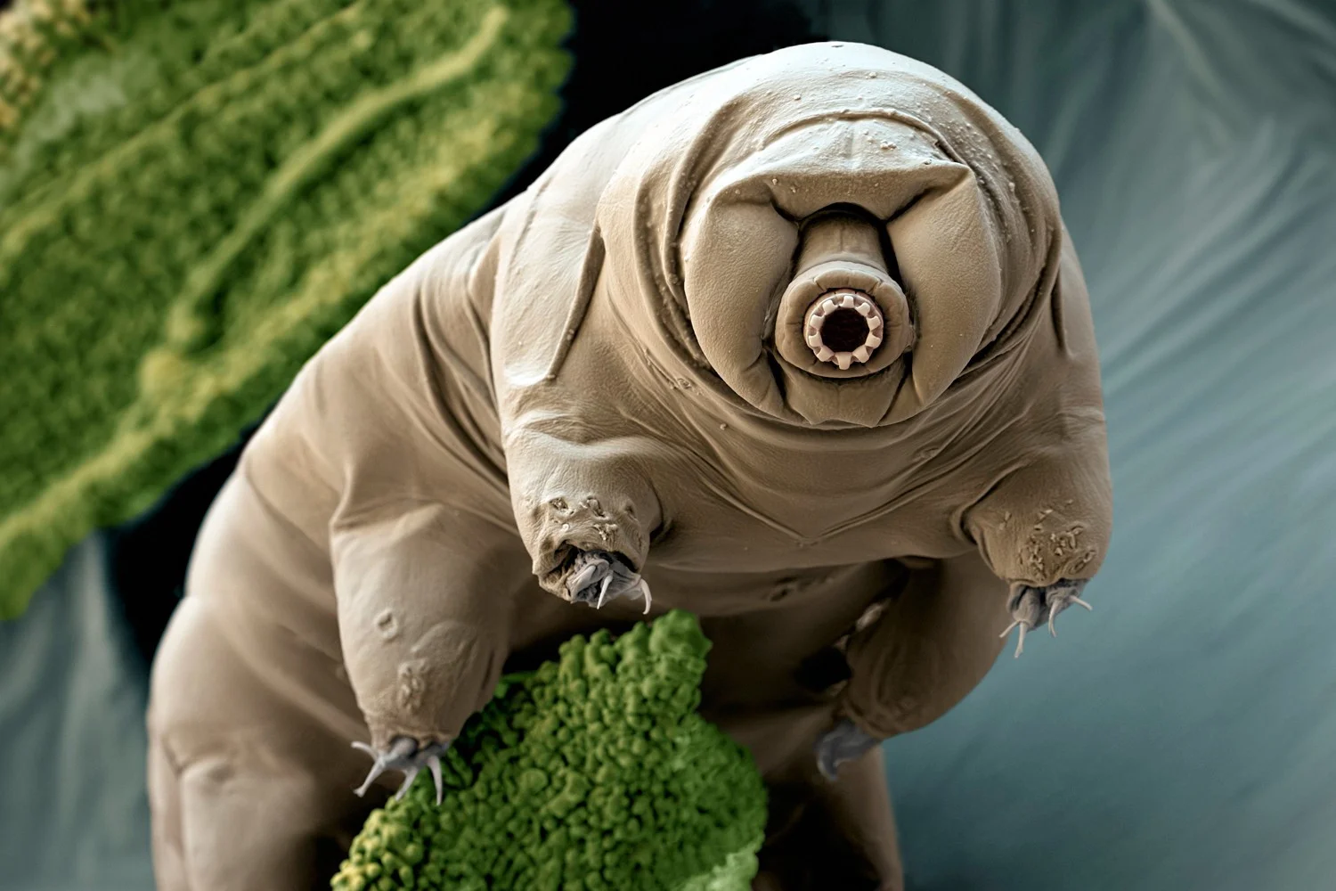 tardigrad16.png