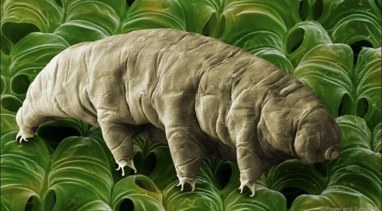 tardigrad4