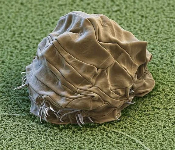 tardigrad5